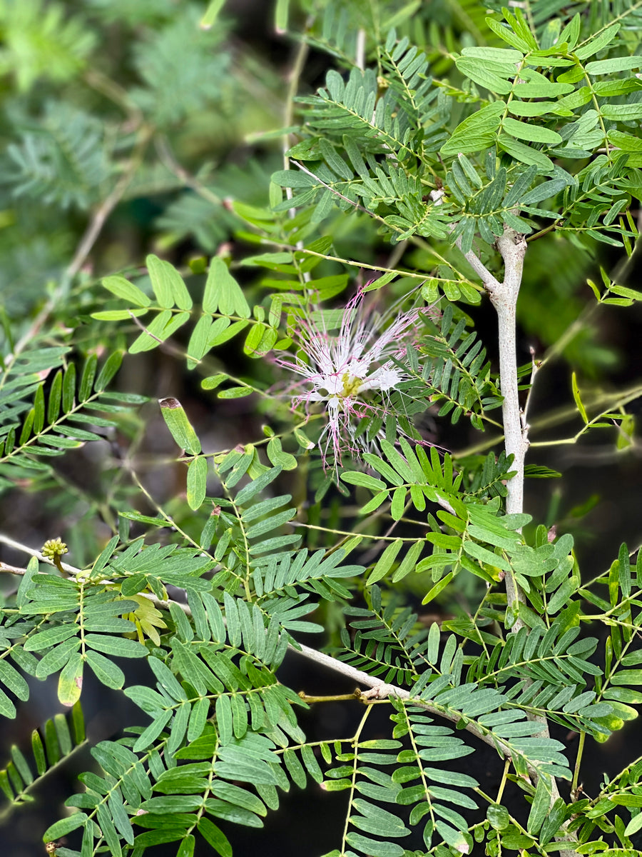 Calliandra surinamensis – Fairchild Tropical Botanic Garden