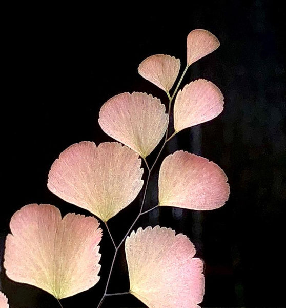 Adiantum tenerum