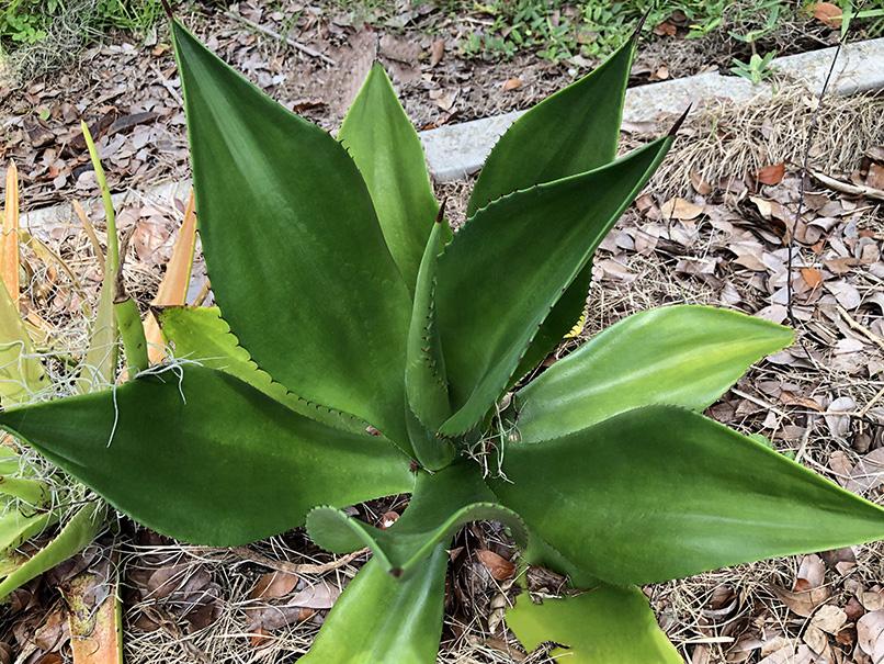 Agave brevispina – Fairchild Tropical Botanic Garden