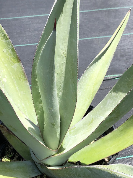 Agave nashii