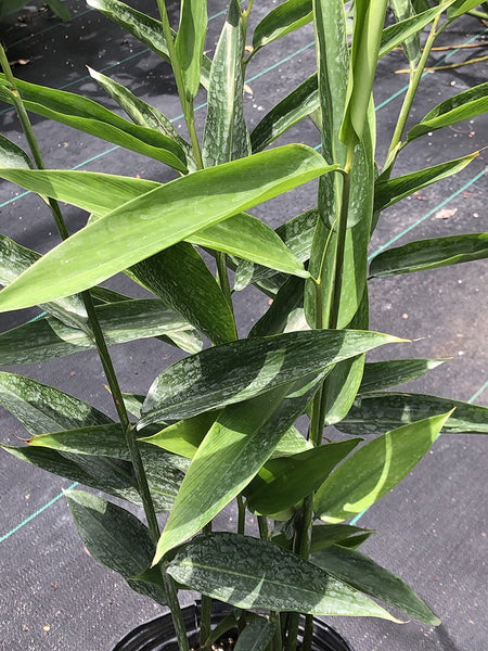 Alpinia aquatica