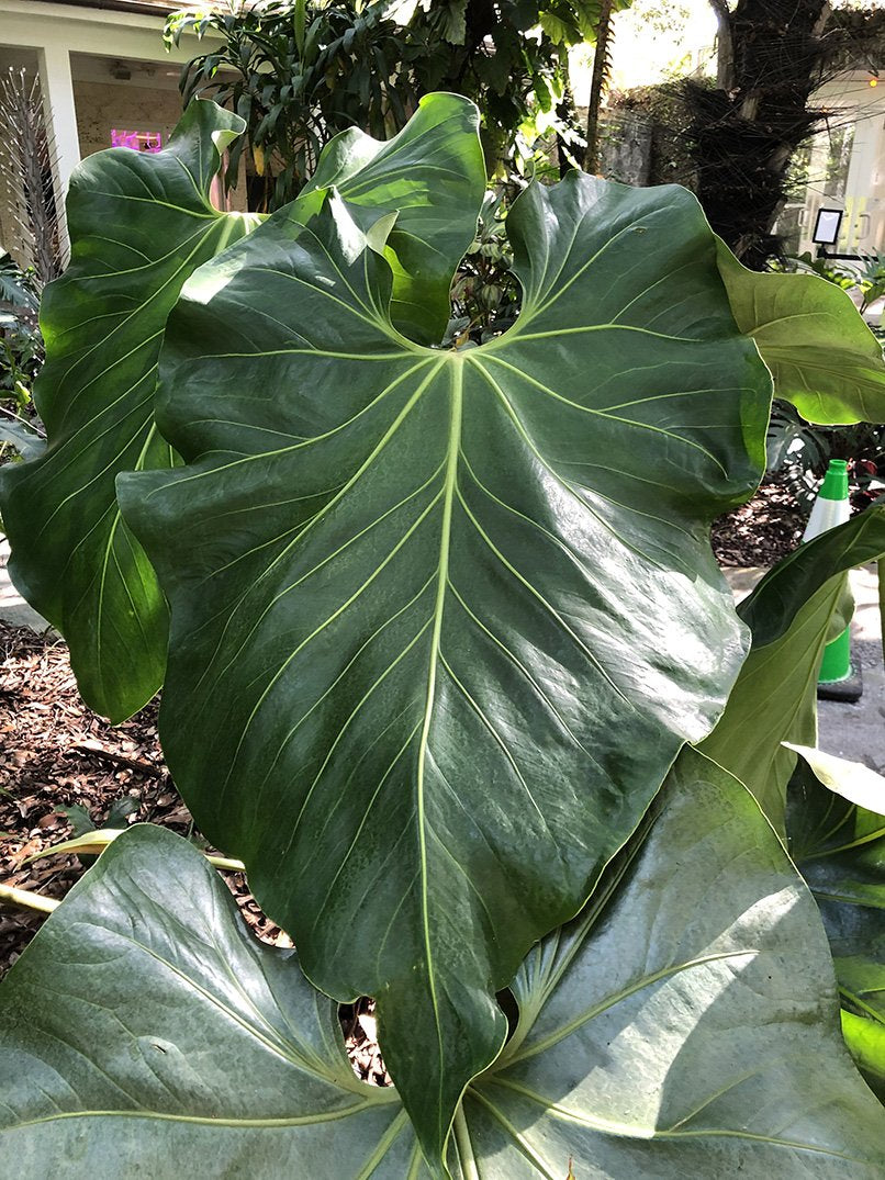 Anthurium faustomirandae – Fairchild Tropical Botanic Garden