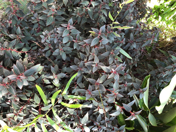 Arthrostemma parvifolium