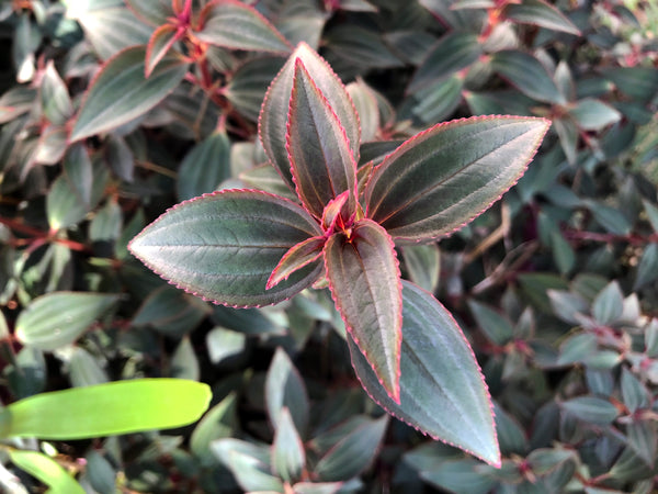 Arthrostemma parvifolium