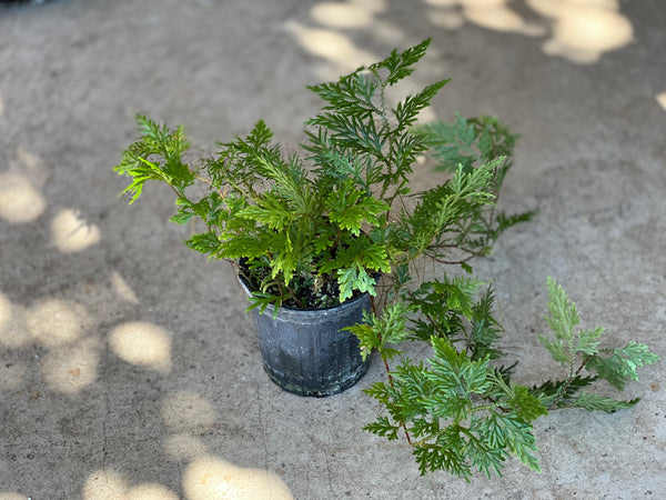 Selaginella plana
