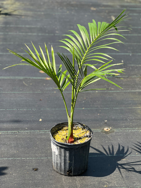 Gaussia attenuata