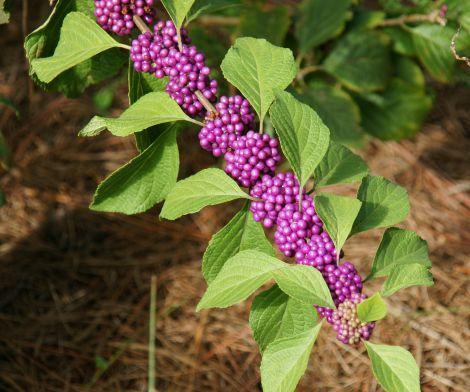 Callicarpa americana