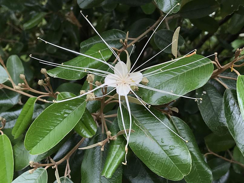 capparis plant Capparis cynophallophora