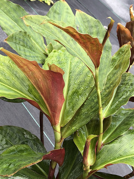 Costus varzearum