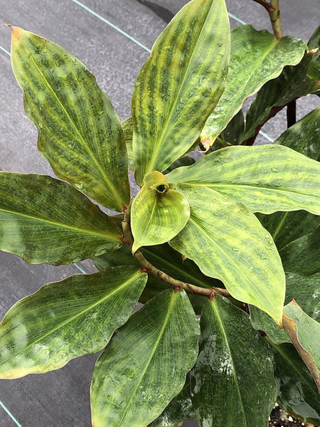 Costus varzearum