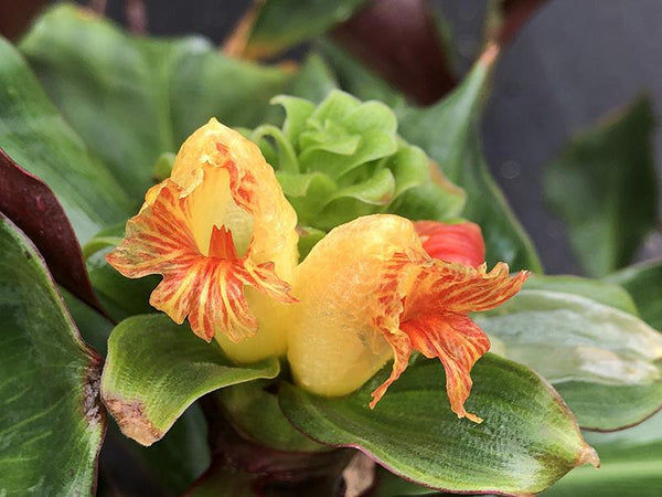 Costus varzearum