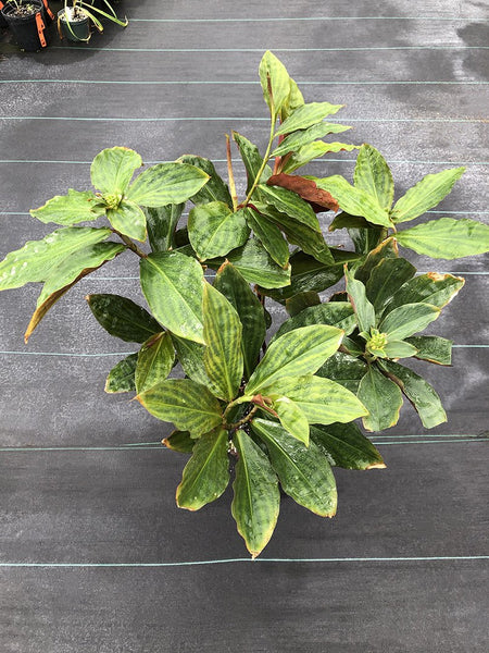 Costus varzearum