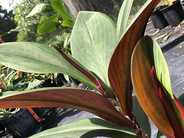 Costus vinosus