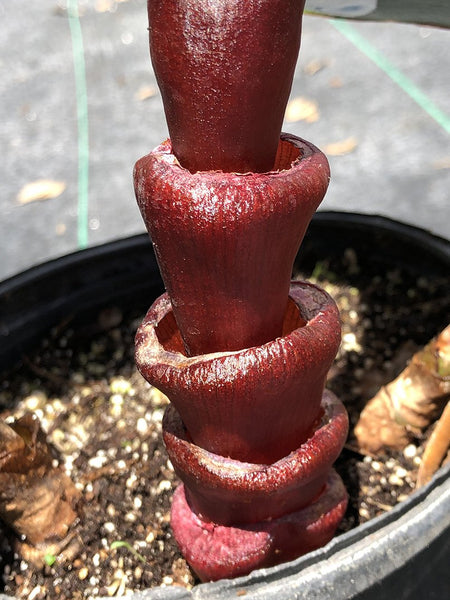 Costus vinosus