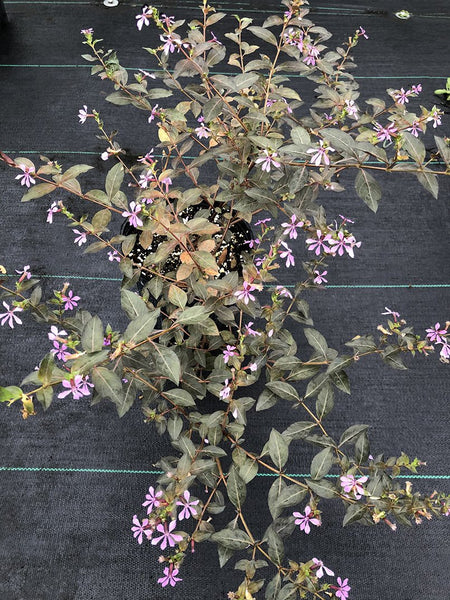 Cuphea strigulosa