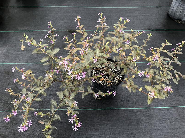 Cuphea strigulosa