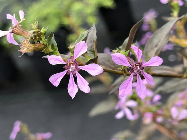 Cuphea strigulosa