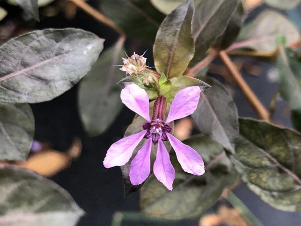 Cuphea strigulosa