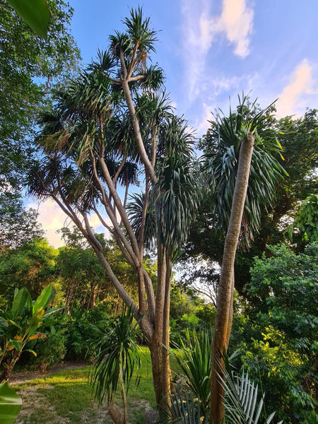 Dracaena multiflora