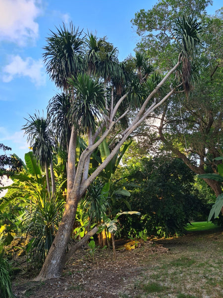 Dracaena multiflora