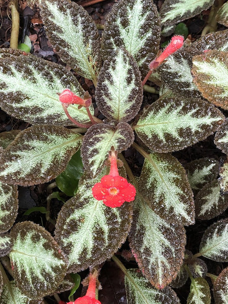 Episcia cupreata (Red Flower)