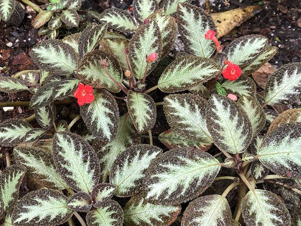 Episcia cupreata (Red Flower)