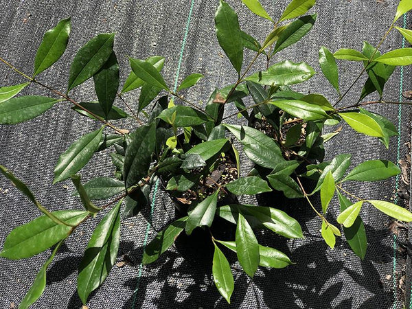 Eugenia luschnathiana