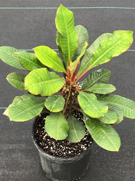 Euphorbia leuconeura