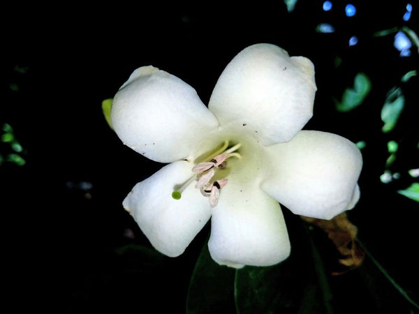 Fagraea blumei