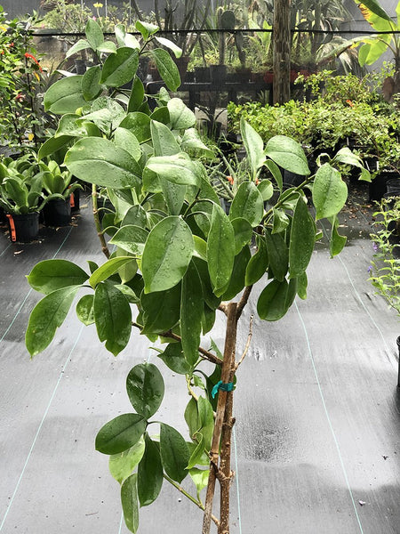 Fagraea blumei