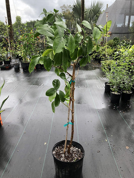 Fagraea blumei