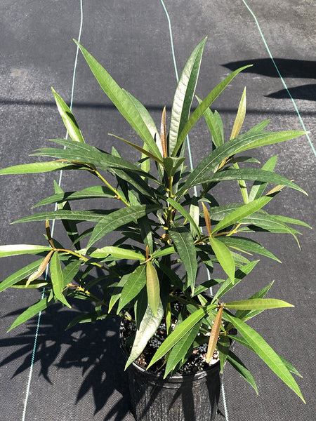 Ficus ischnopoda