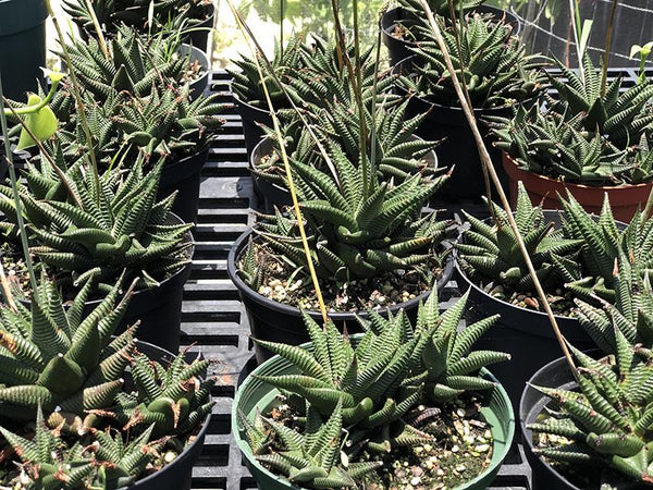 Haworthia limifolia