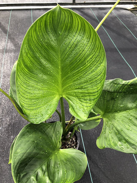 Homalomena expedita
