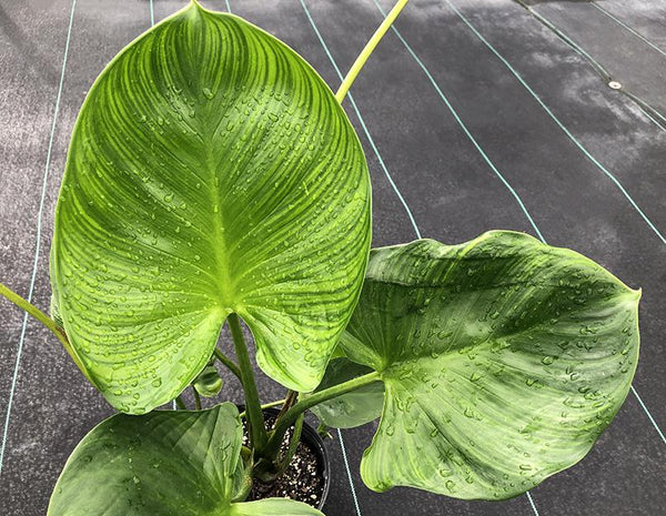 Homalomena expedita