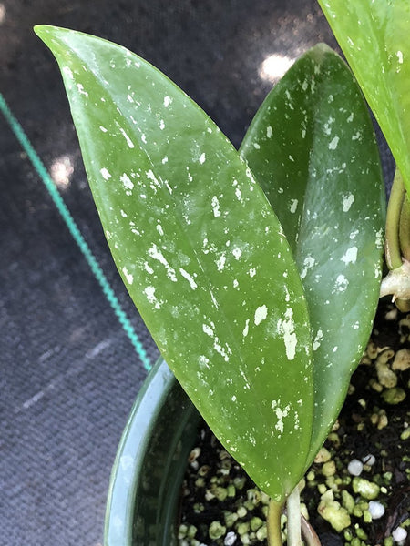 Hoya pubicalyx