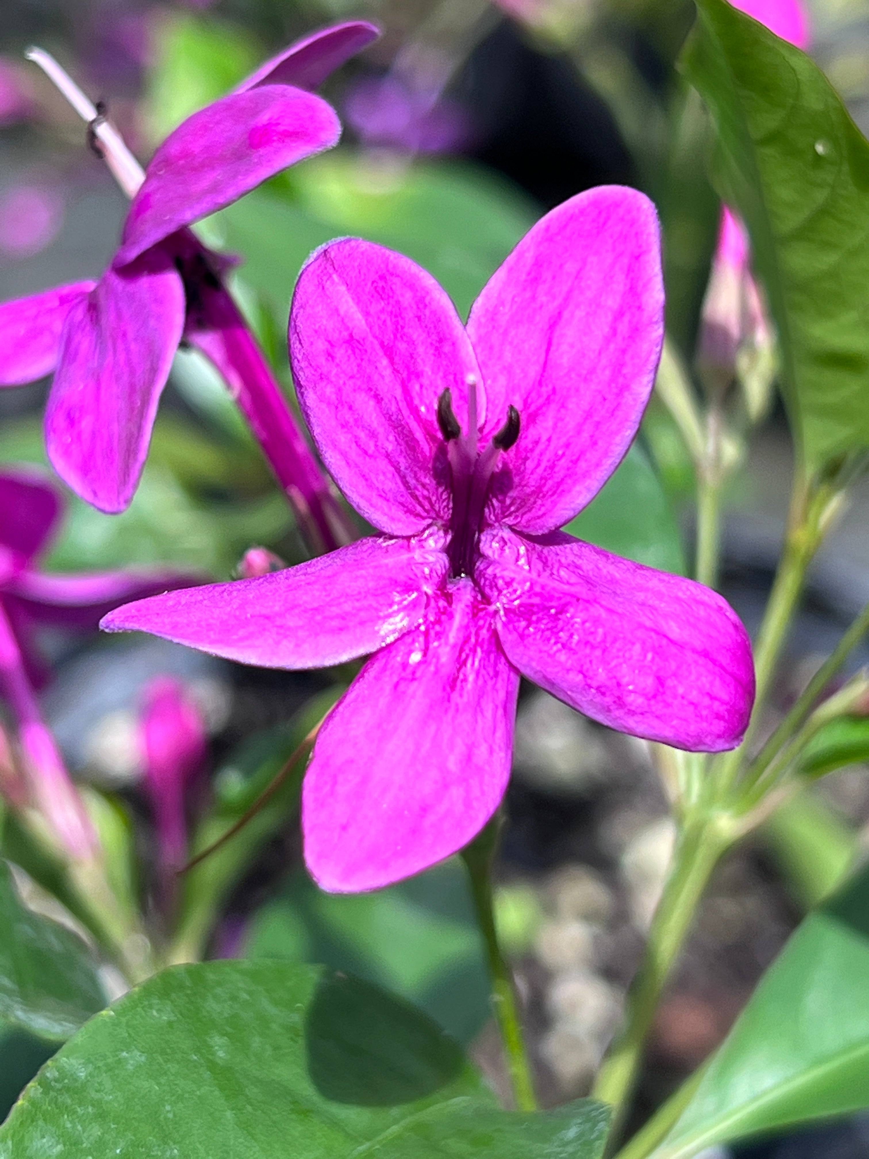 lavender shooting star plant Pseuderanthemum laxiflorum