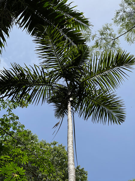 Gaussia attenuata