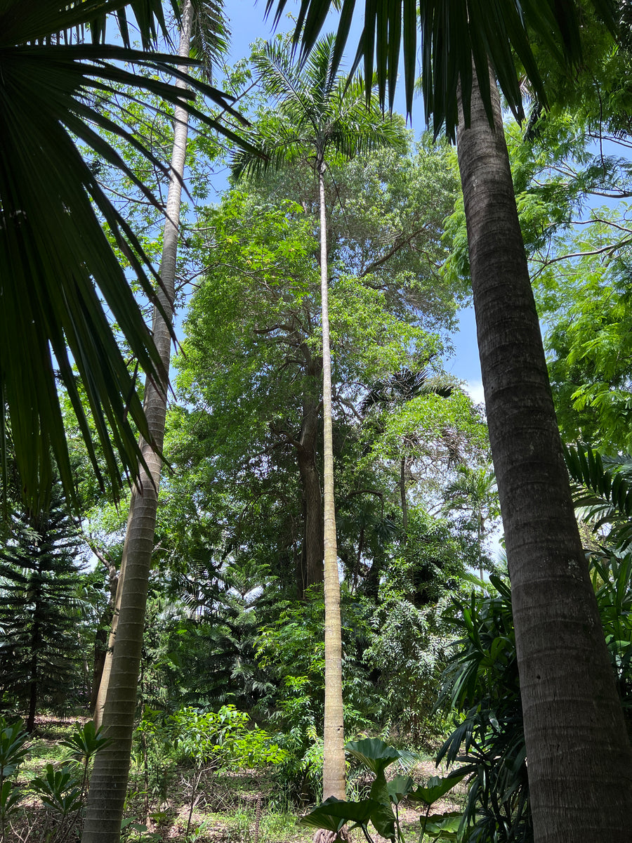 Gaussia attenuata Fairchild Tropical Botanic Garden