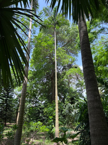 Gaussia attenuata