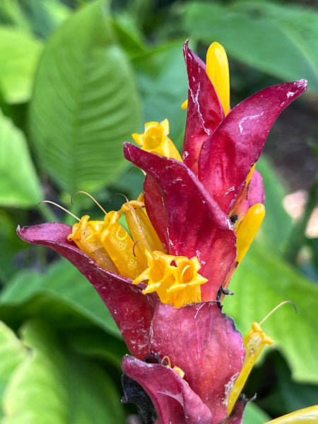 Sanchezia munita