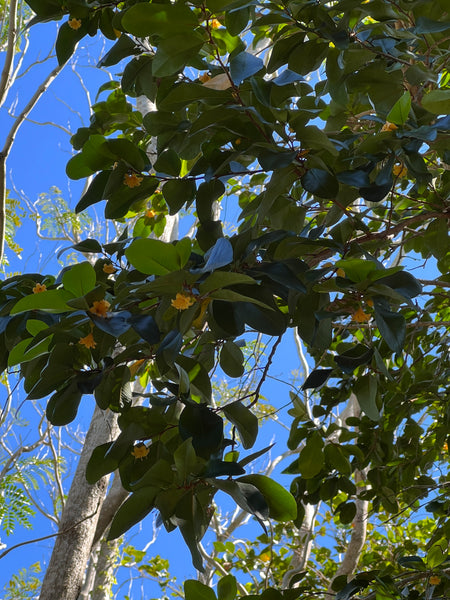 Goetzea elegans