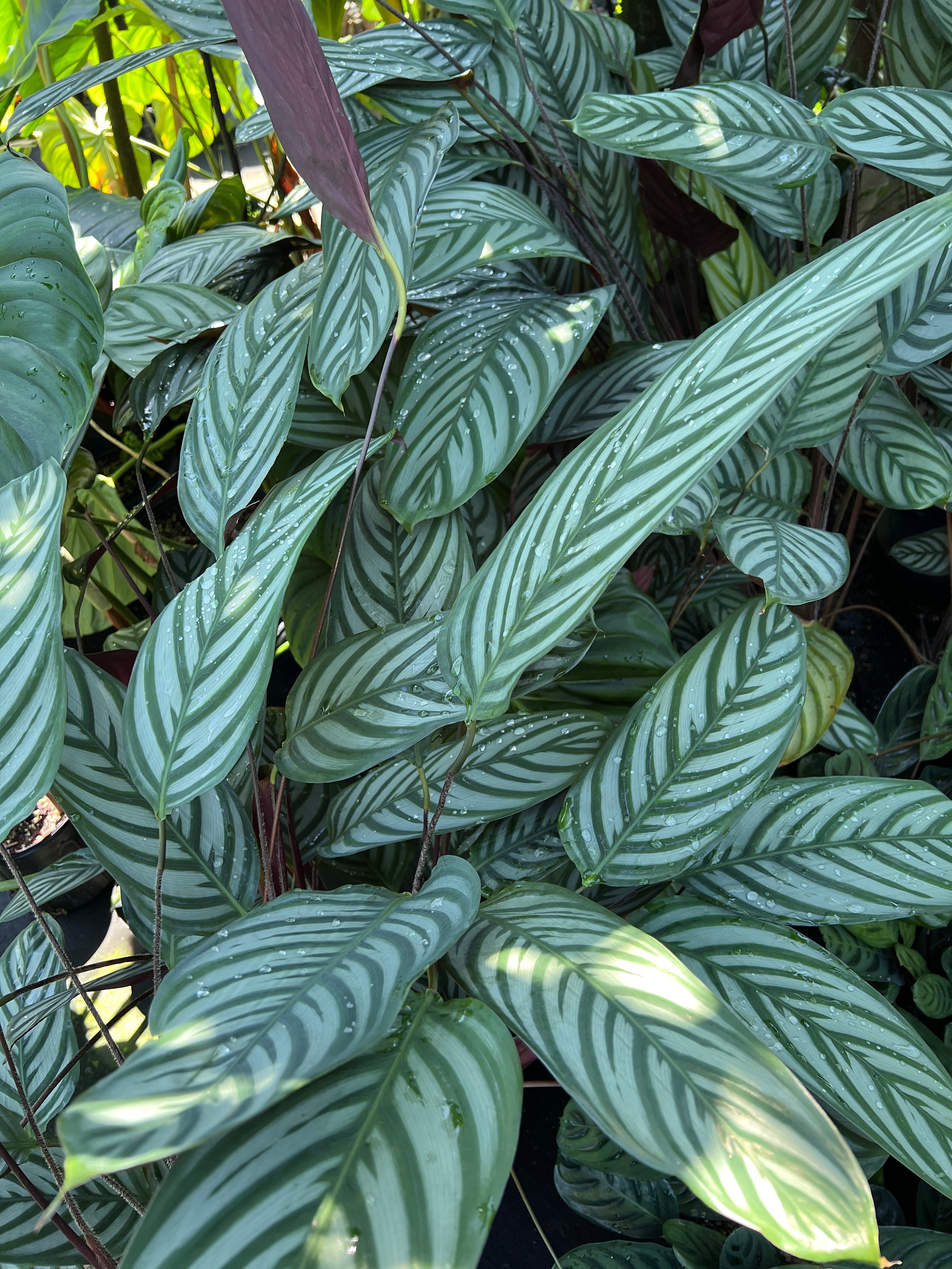 Ctenanthe setosa