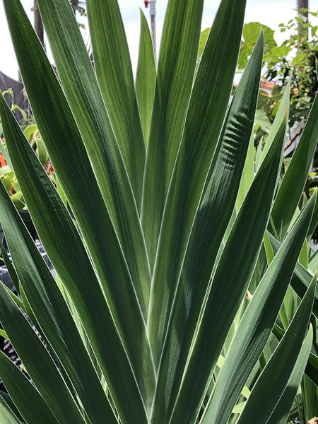 Iris domestica