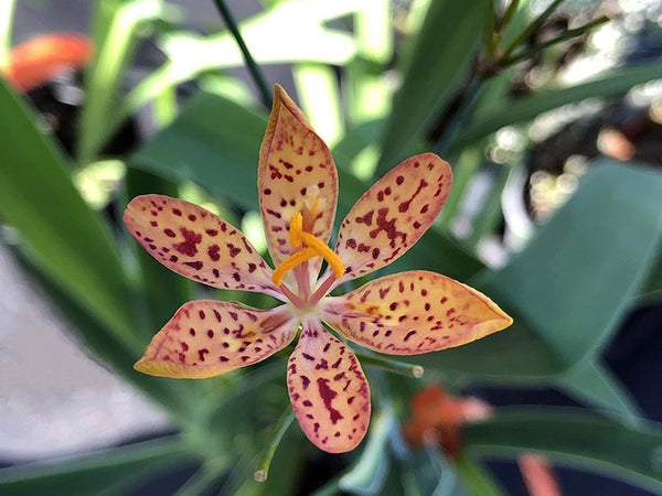 Iris domestica