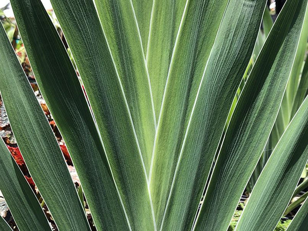 Iris domestica