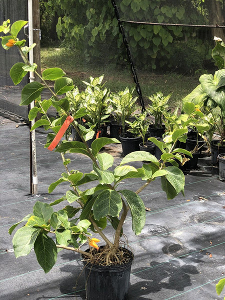 Juanulloa mexicana