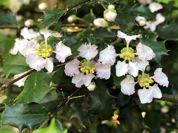 Malpighia coccigera 'Low Boy'