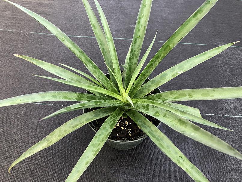 silver nymph sansevieria Manfreda petskinil