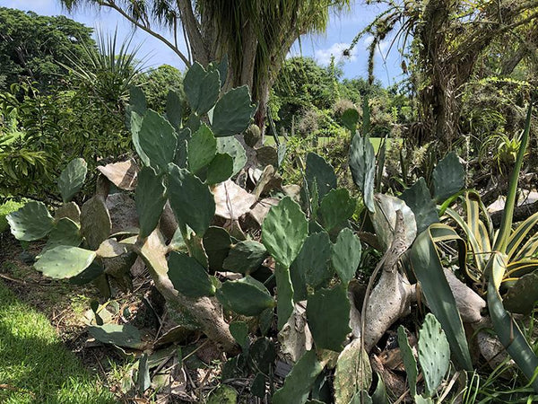 Opuntia gomei 'Old Mexico'